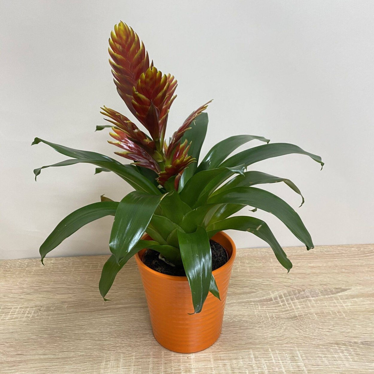 Вриезия Каллисто