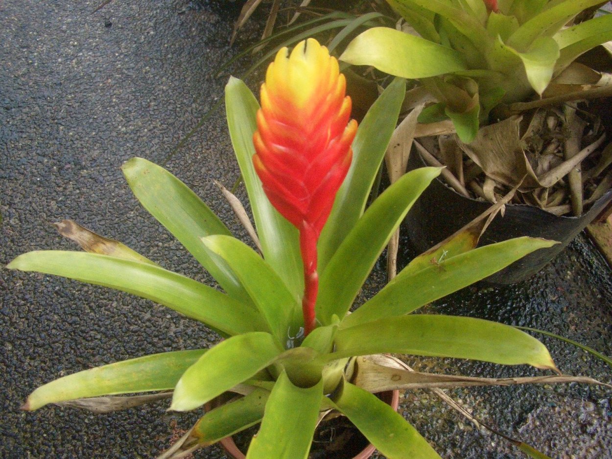 Вриезия Сандерса