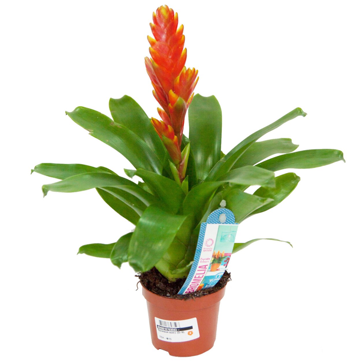 Вриезия Давина