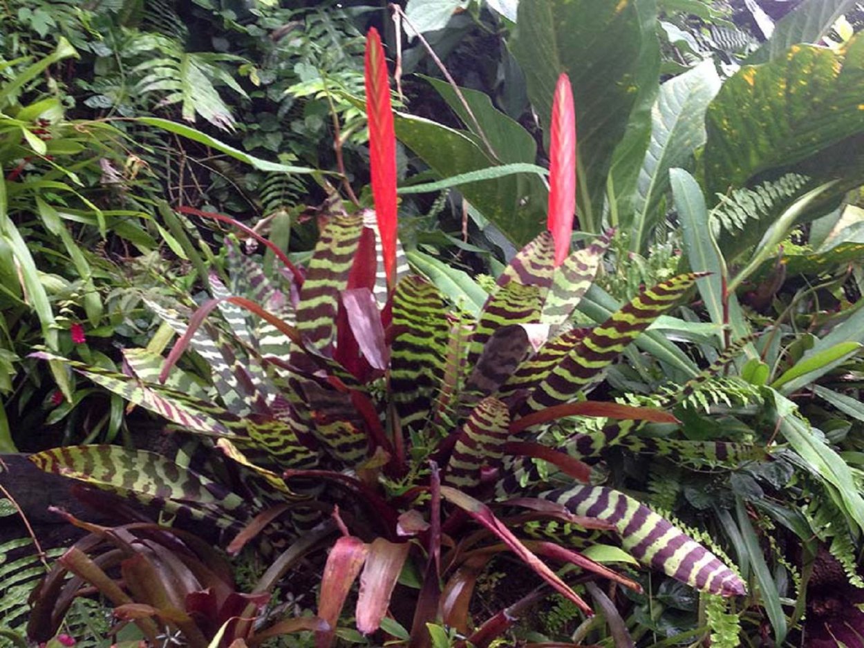 Фризея Vriesea