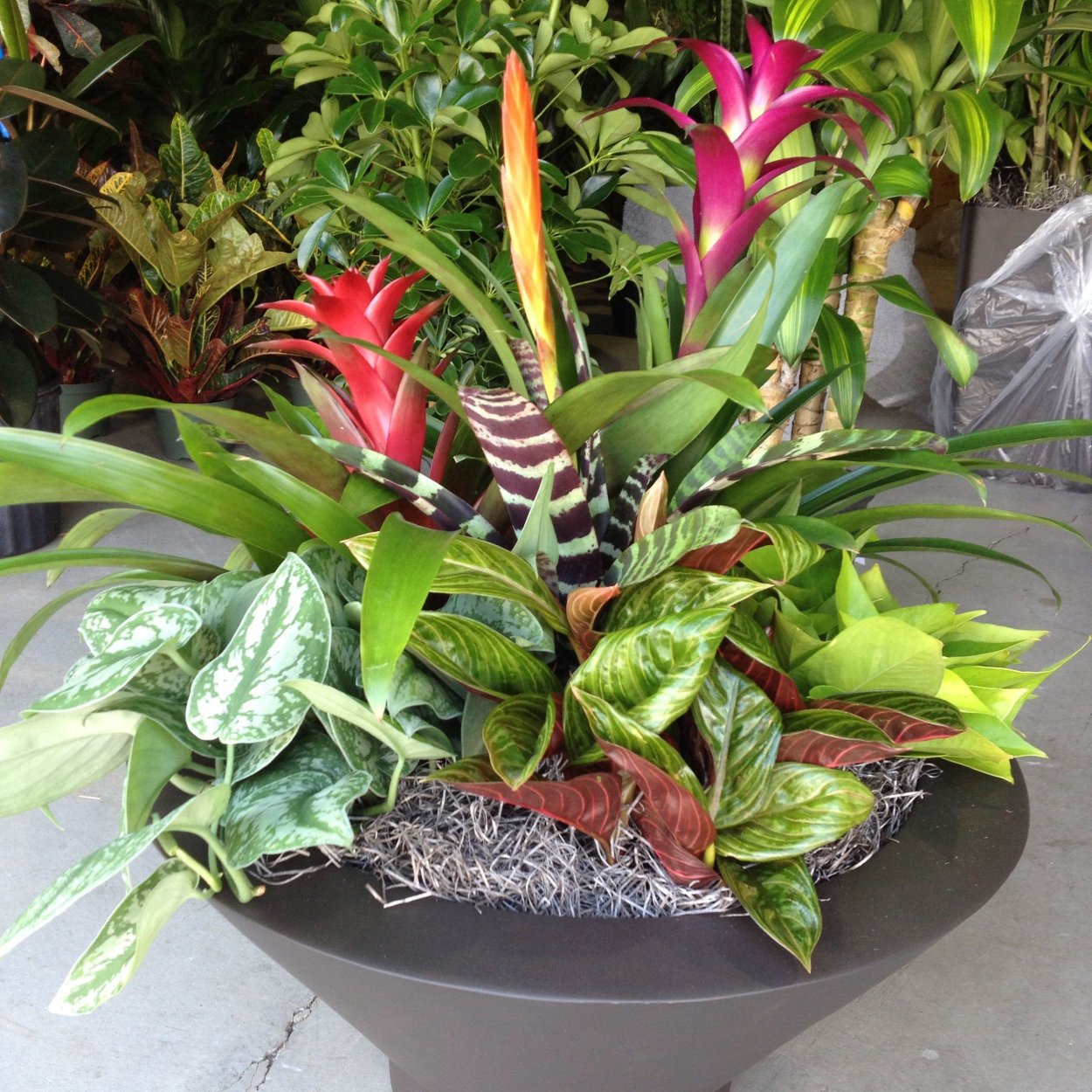 Комнатные растения Суккуленты вриезия