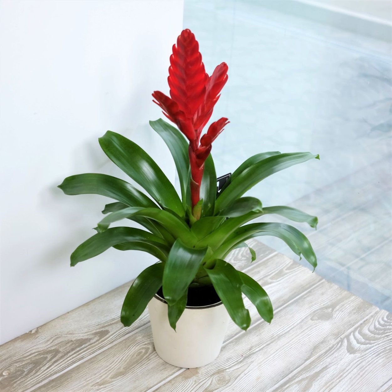 Вриезия капкейк