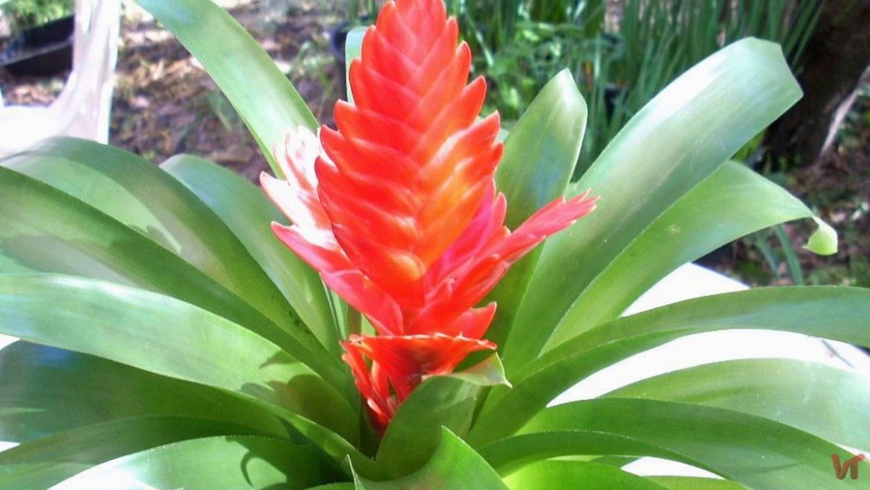 Вриезия Давина