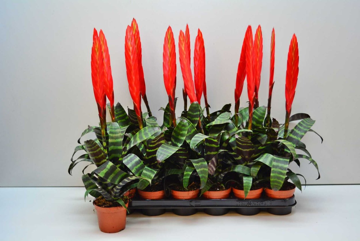 Вриезия спленриет