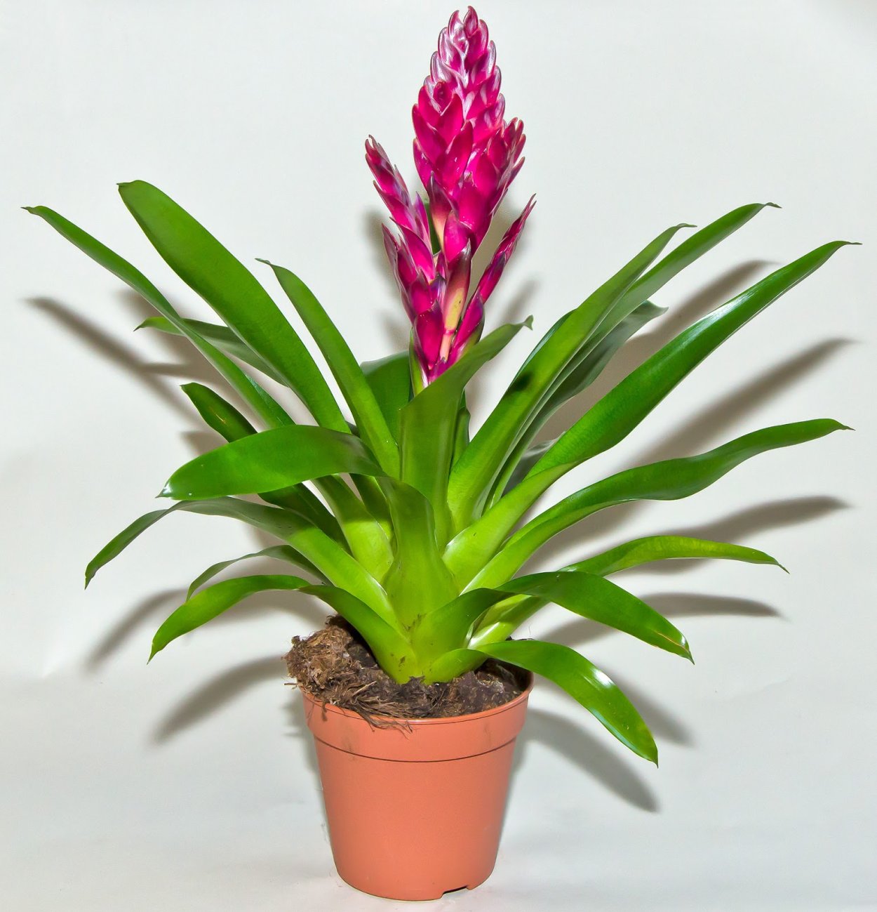 Бромелиевые вриезия