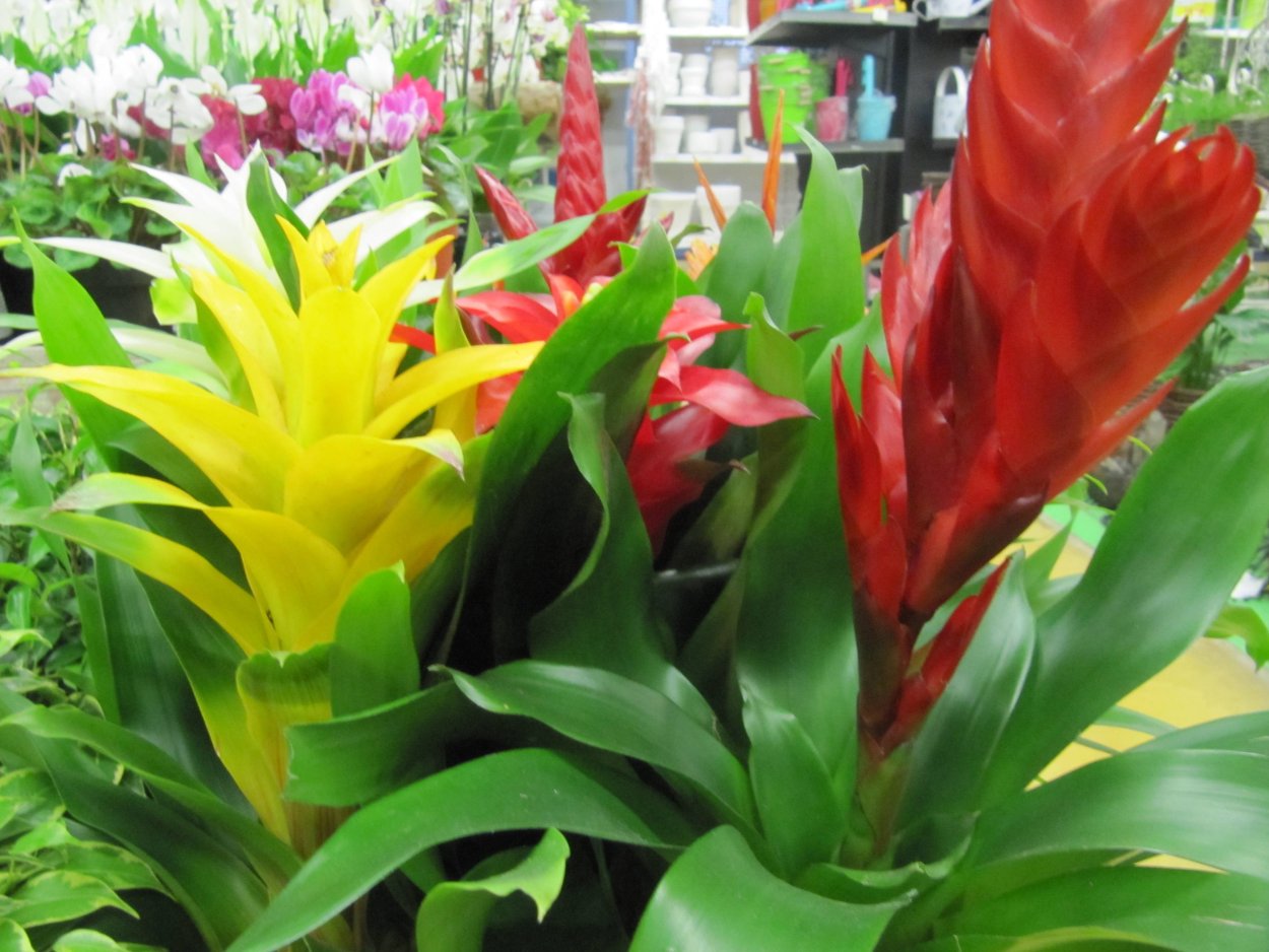 Вриезия заморенсис