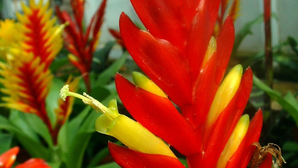 Вриезия Каллисто