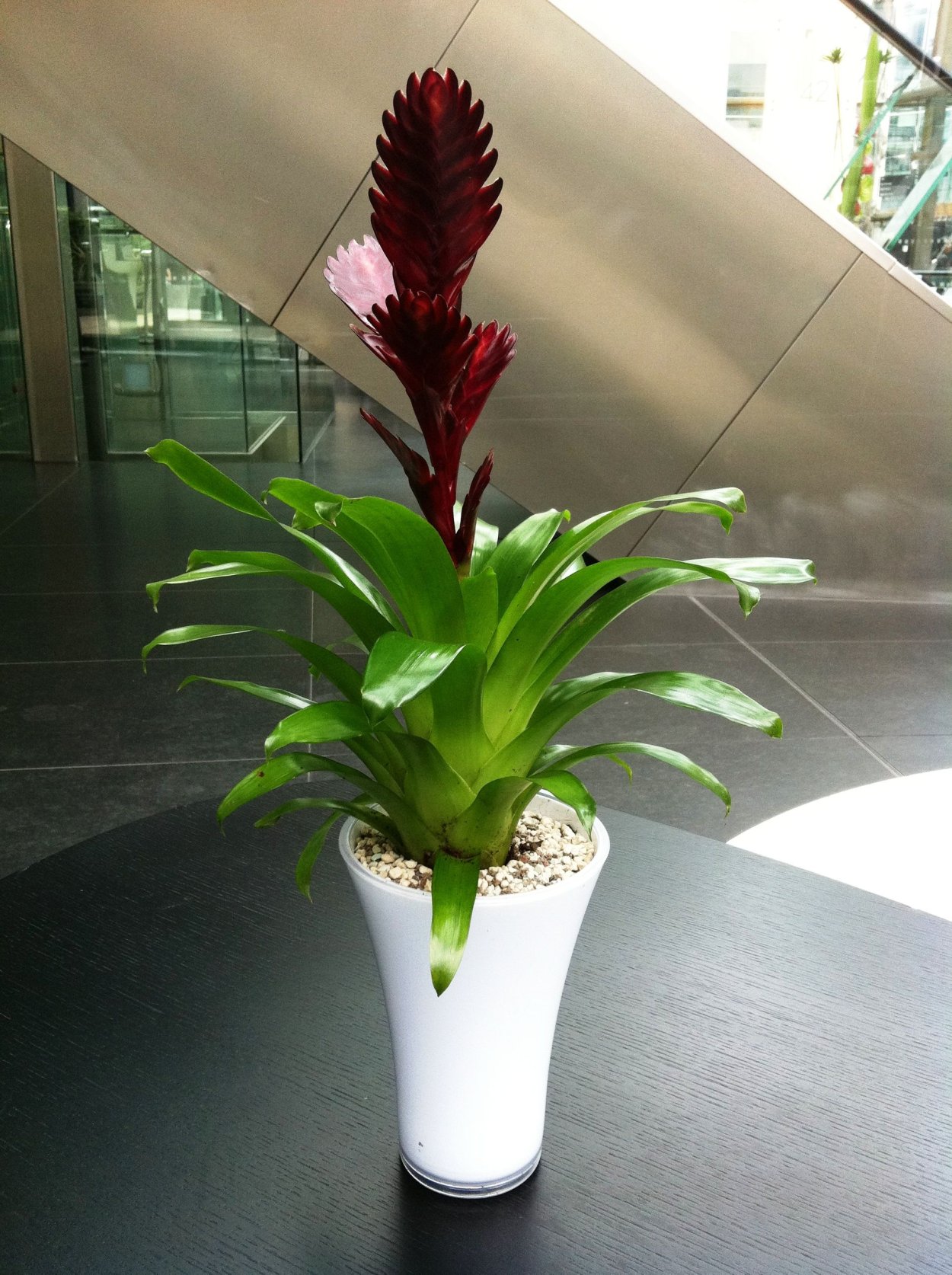 Вриезия Тилландсия