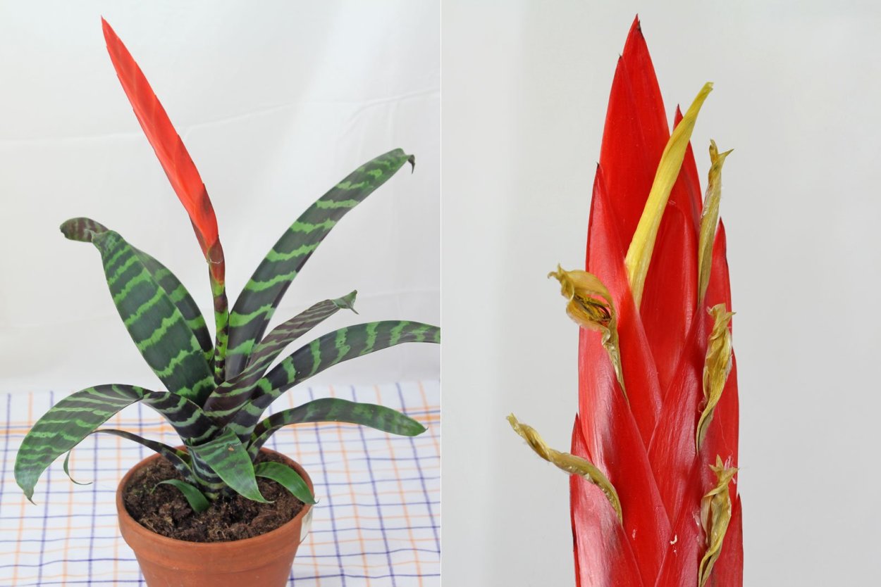 Вриезия Спленденс