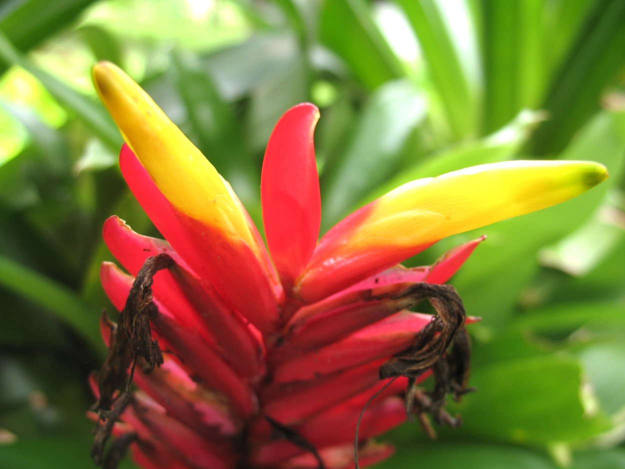 Вриезия иероглифическая