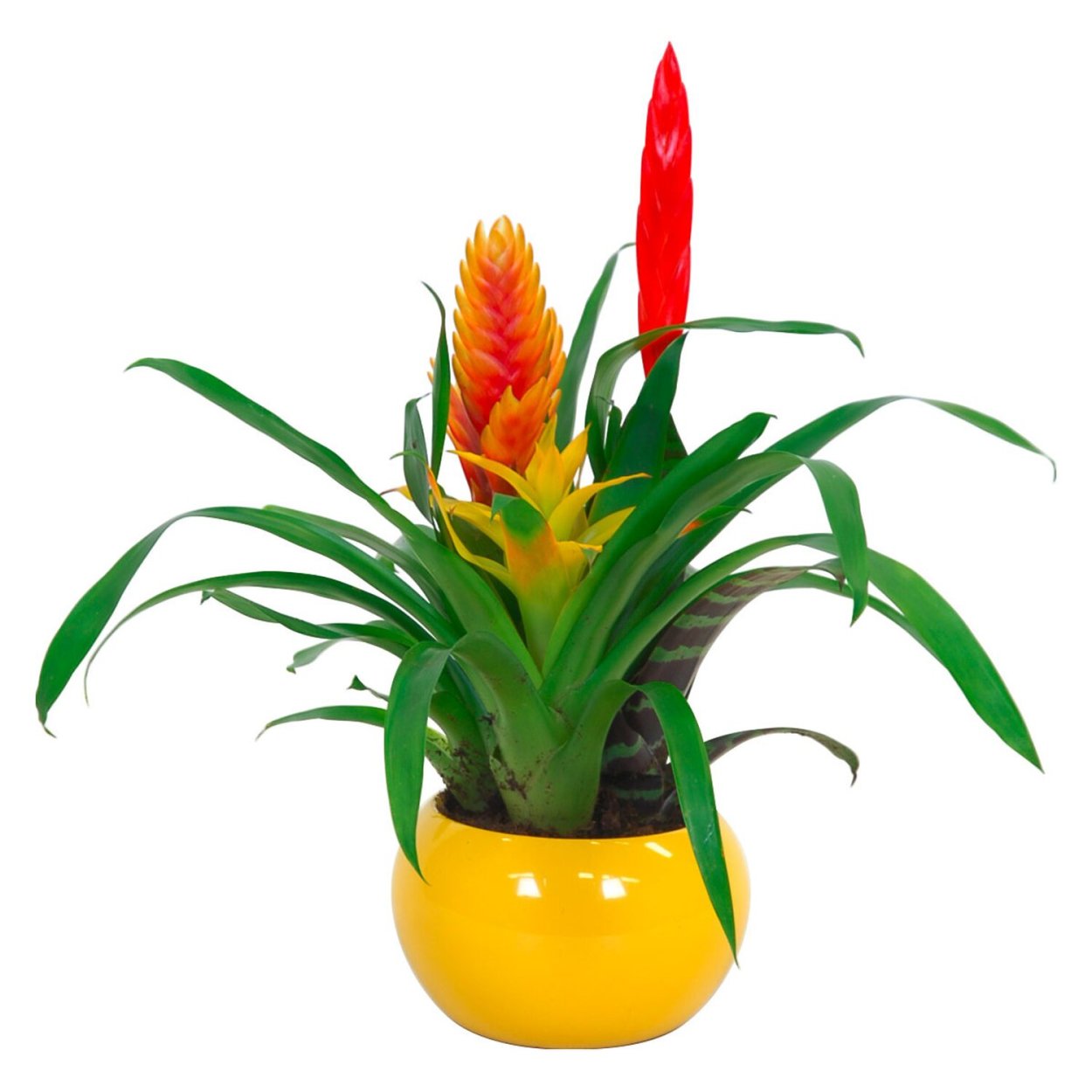 Вриезия лаки желтый