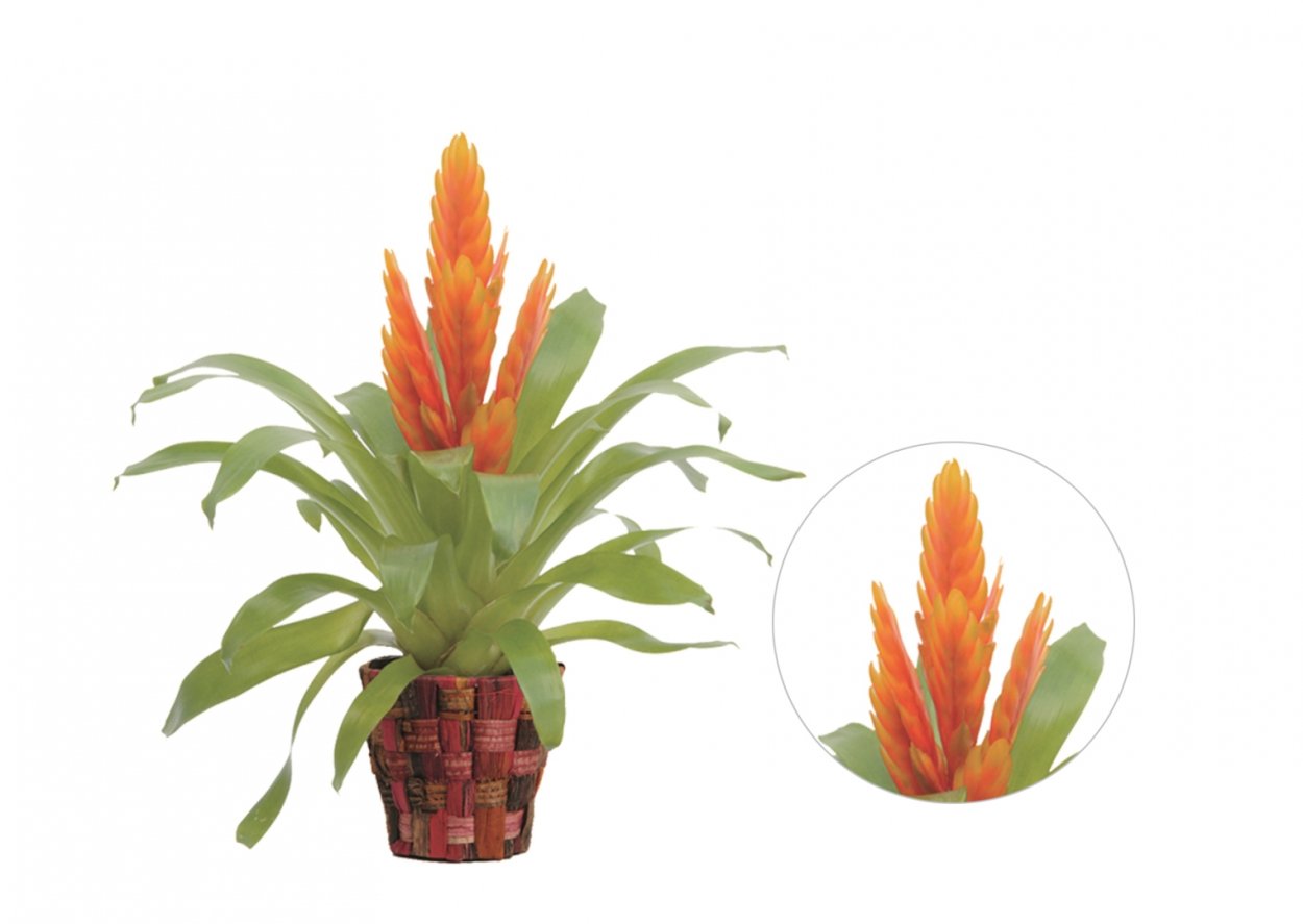 Вриезия заморенсис