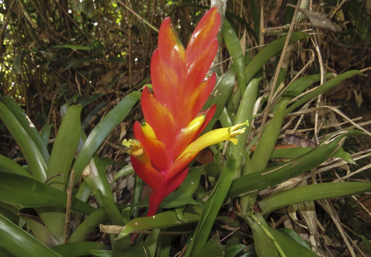 Вриезия Королевская