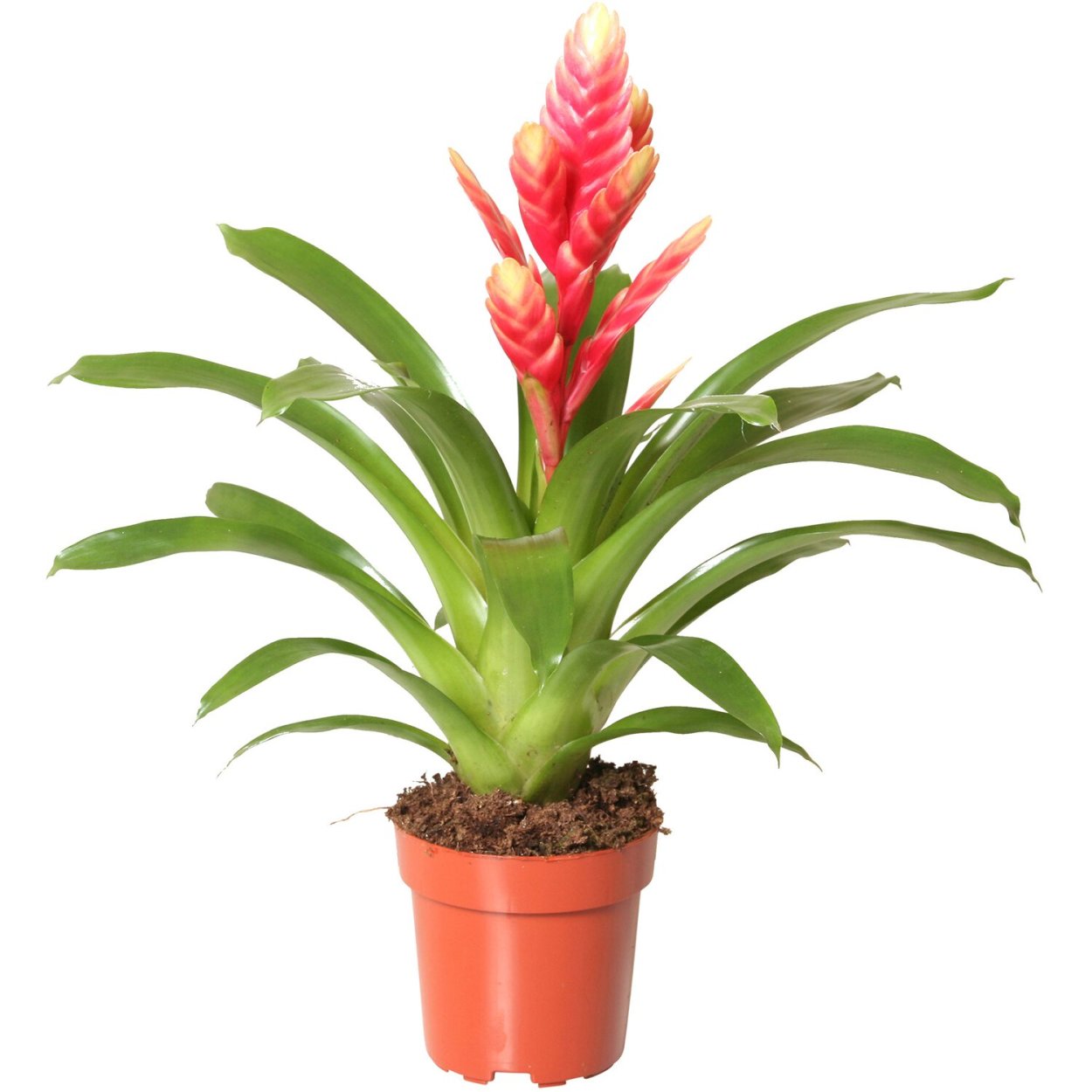 Фризея - Vriesea d12 h40