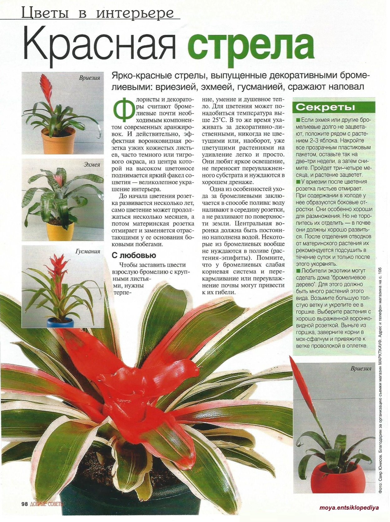 Гусмания растение паспорт