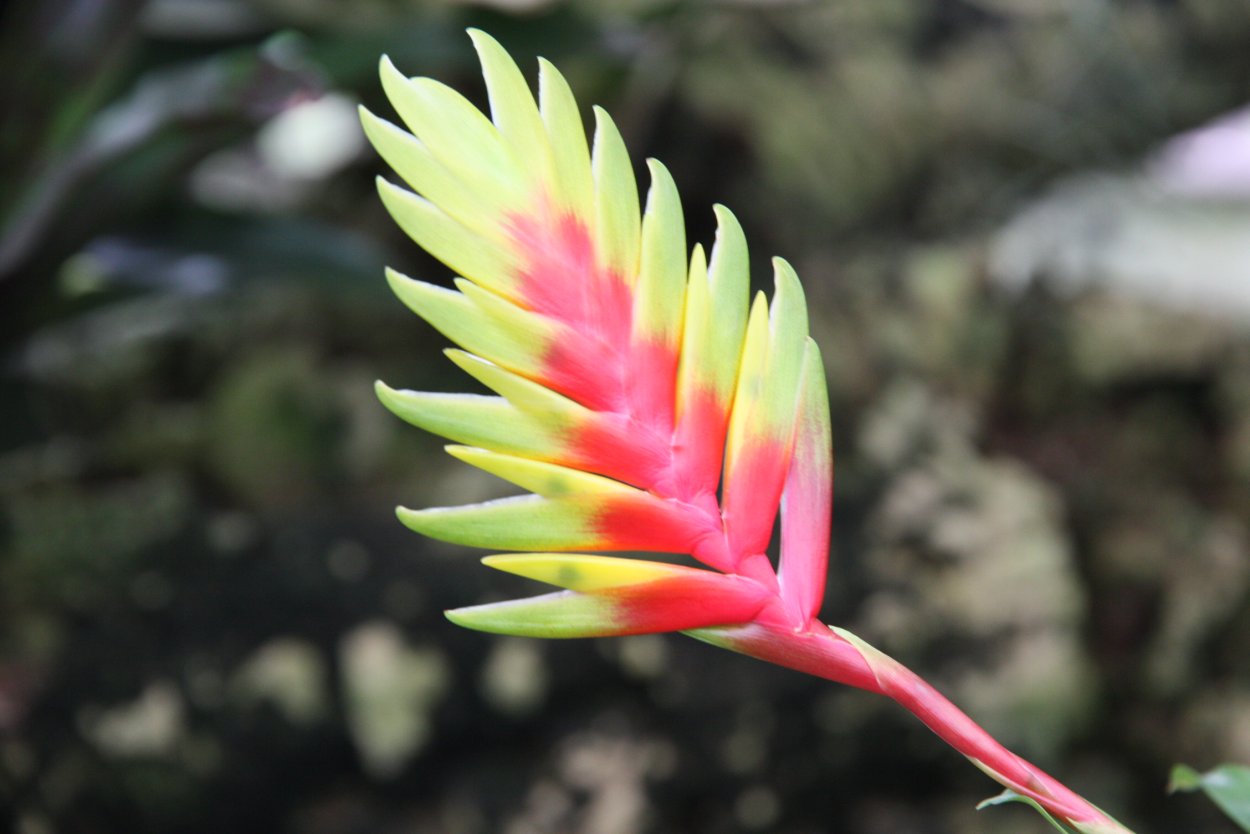 Вриезия блестящая (Vriesea splendens)