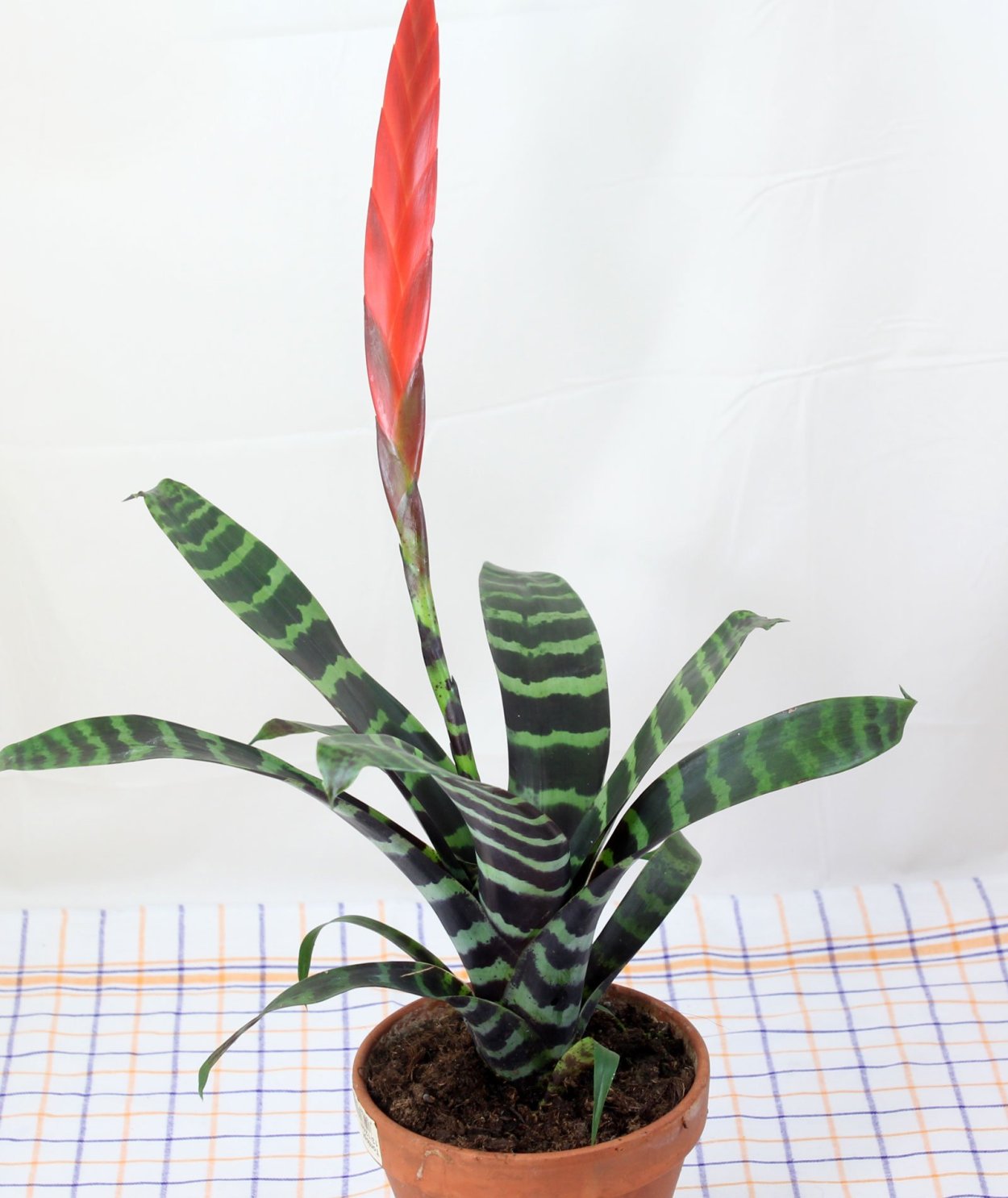 Вриезия тигровая