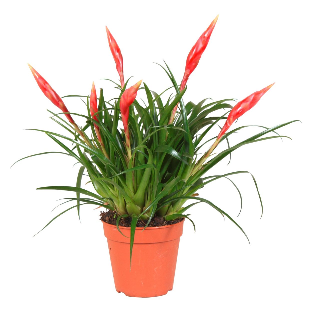 Вриезия блестящая