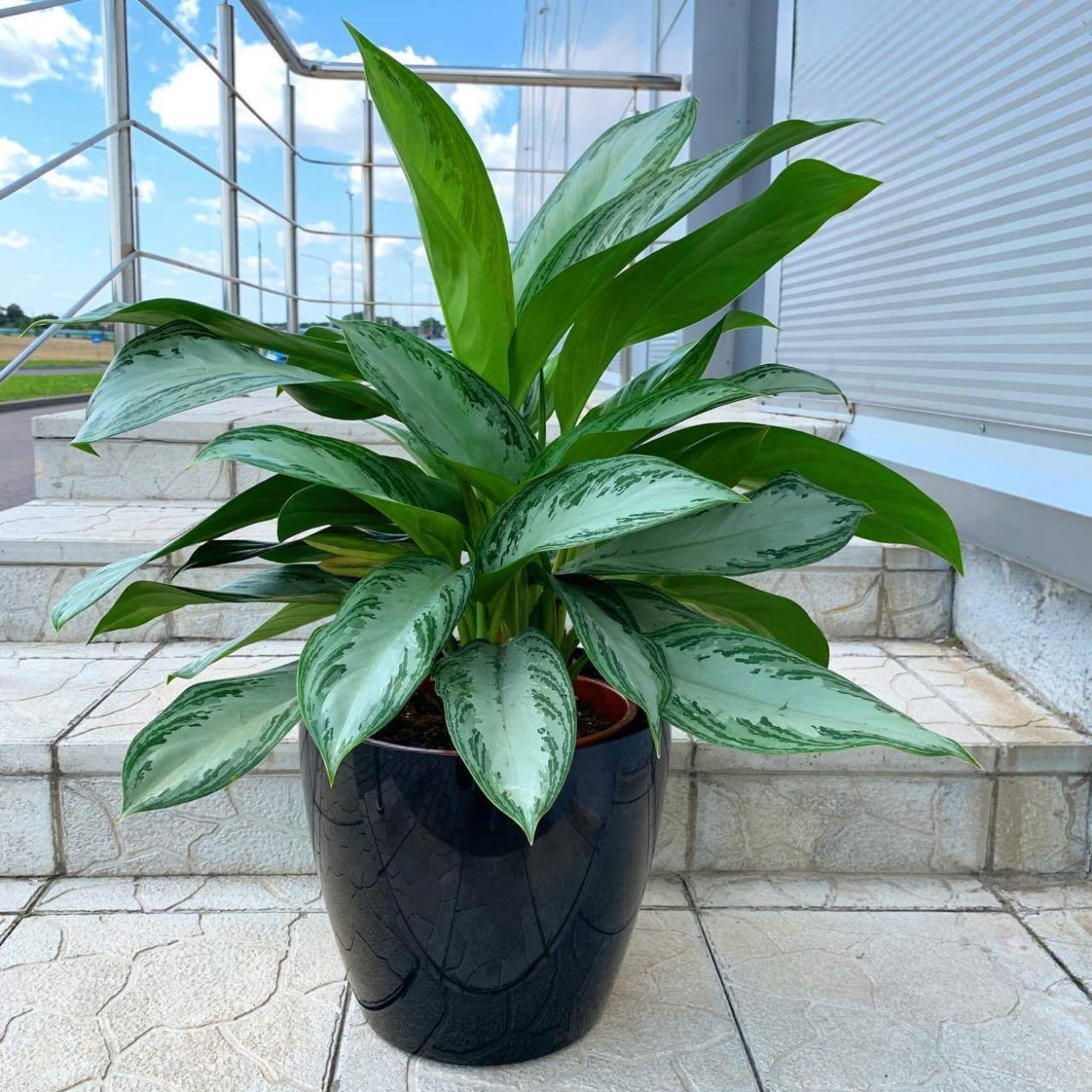 Аглаонема в вазонах