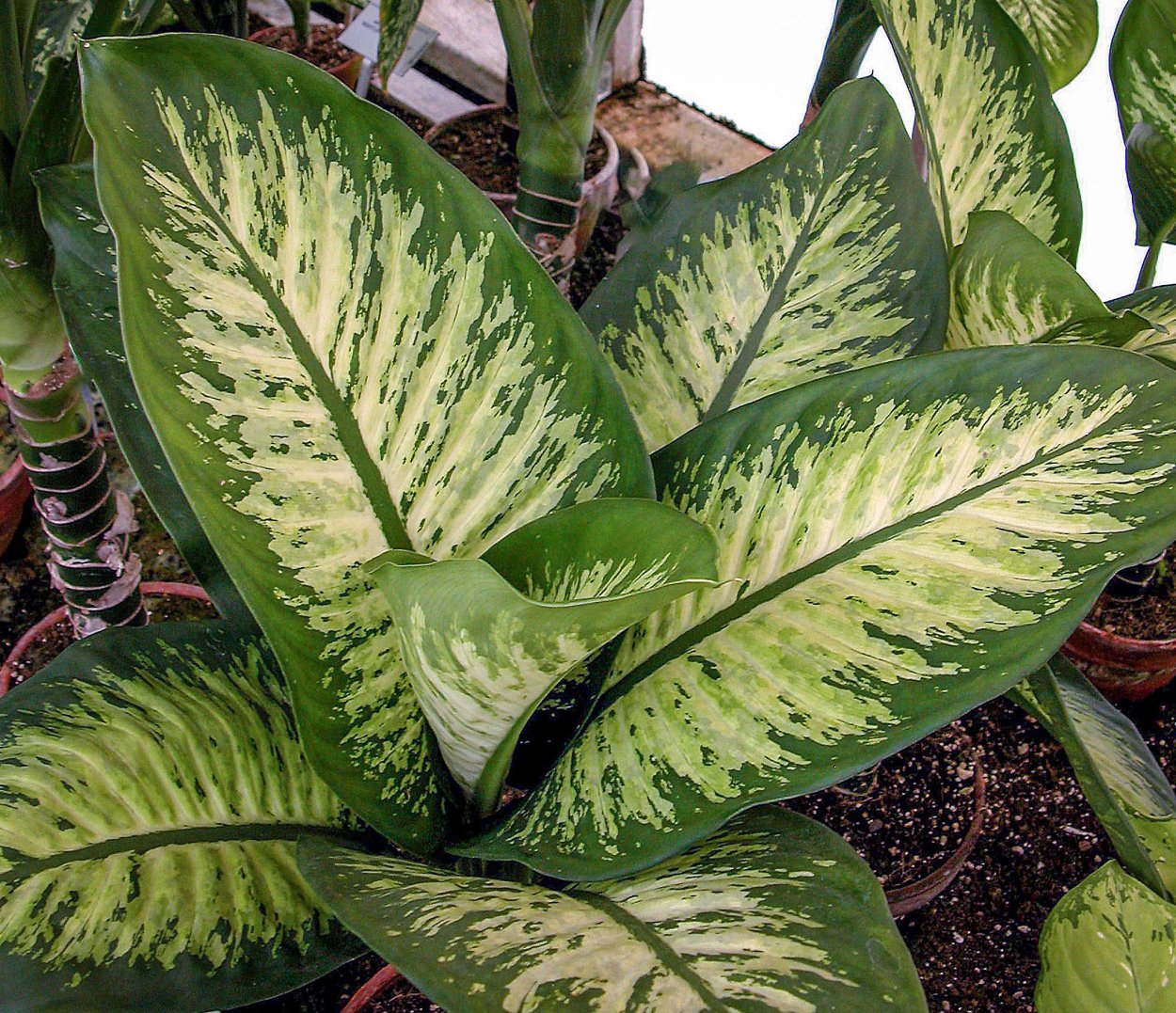 Диффенбахия Тропик Сноу