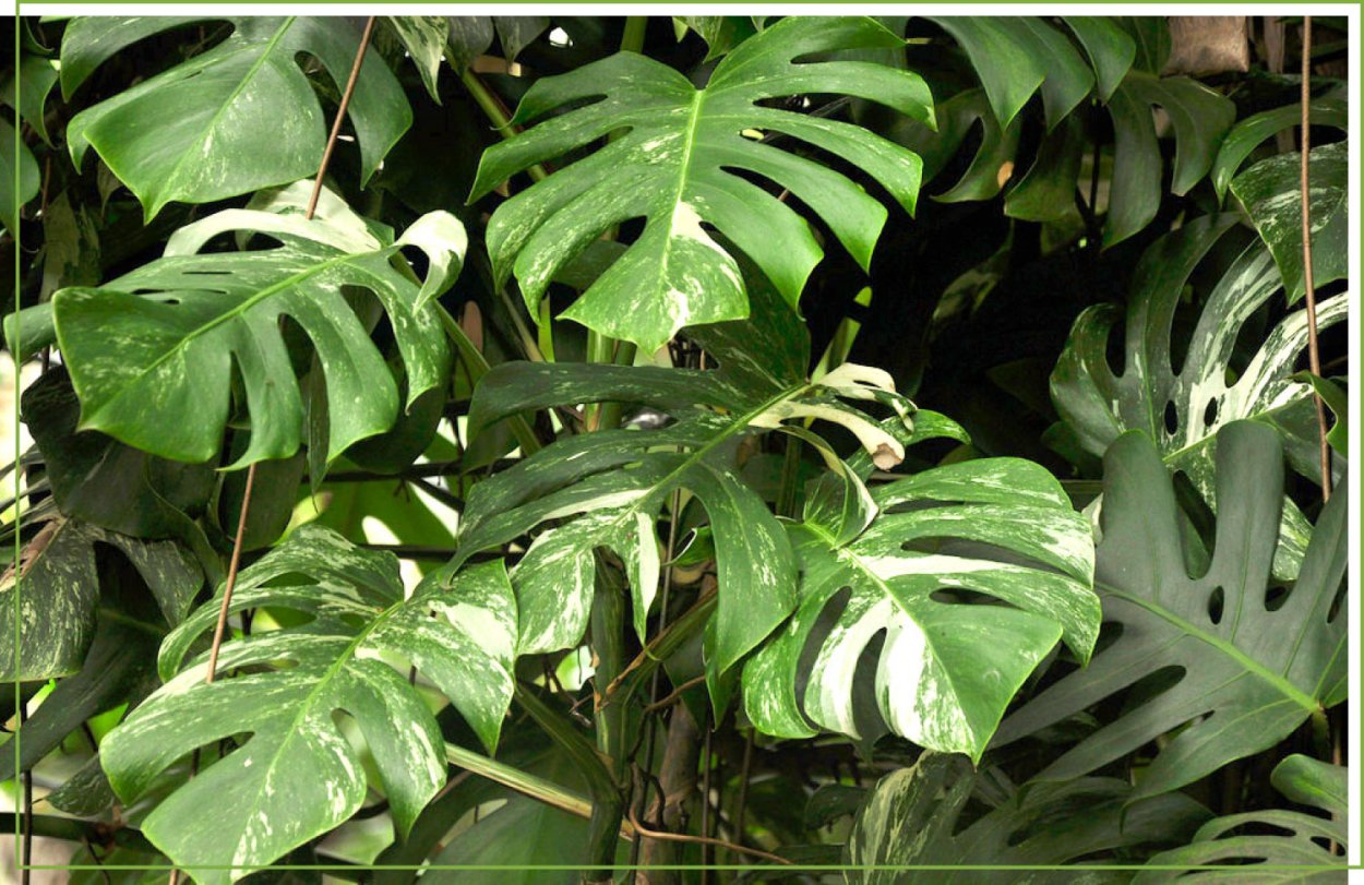 Монстера деликатесная (Monstera deliciosa)