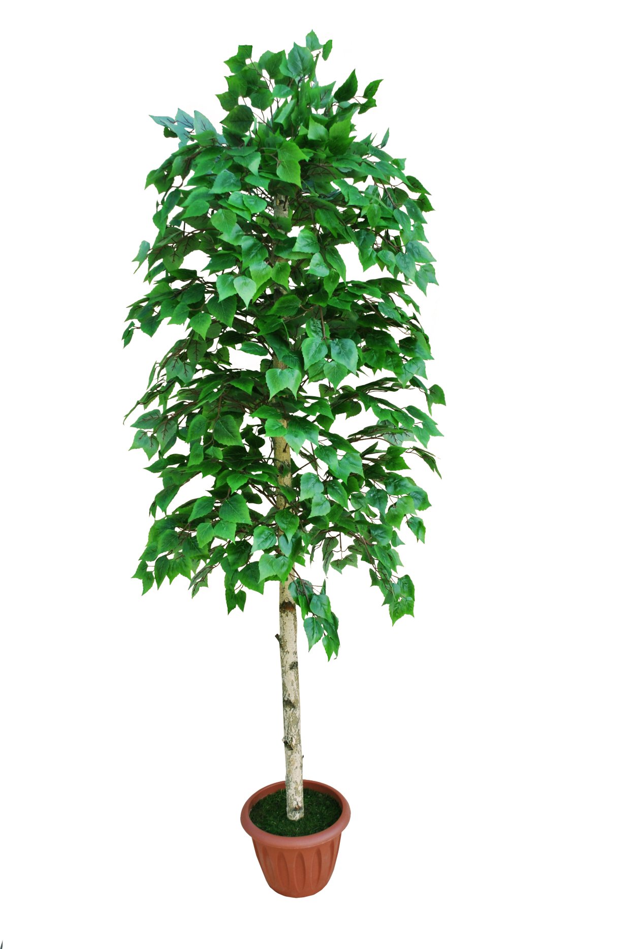 Комнатное дерево Березка