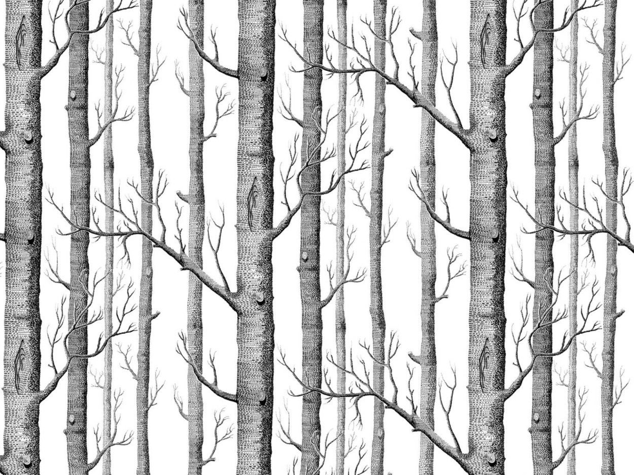 Фотообои стволы деревьев