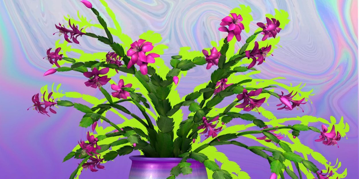 Декабрист цветок обои