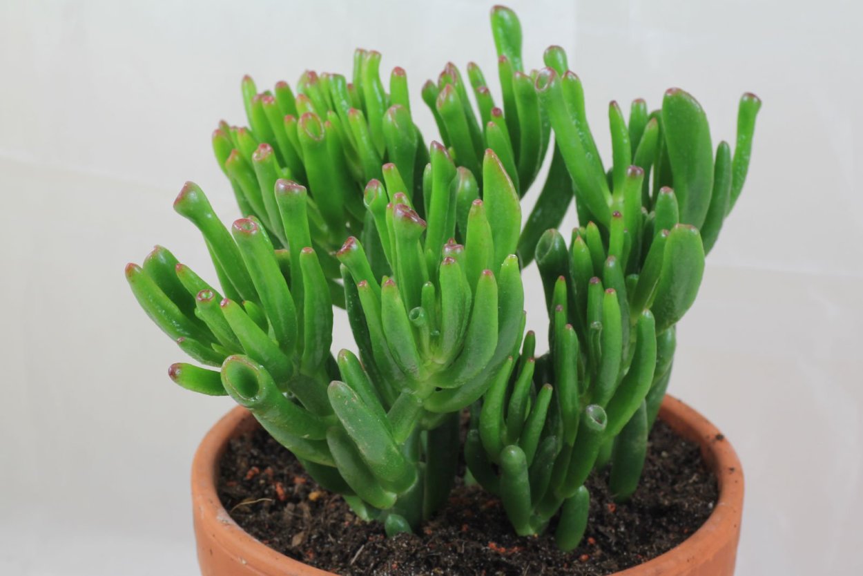 Суккулент палочками