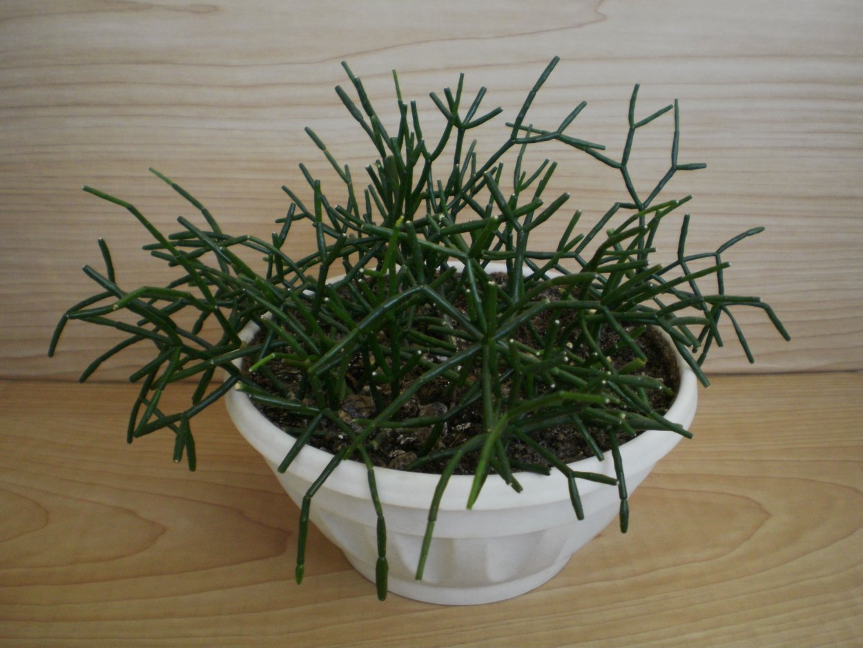 Хатиора солеросовая куст