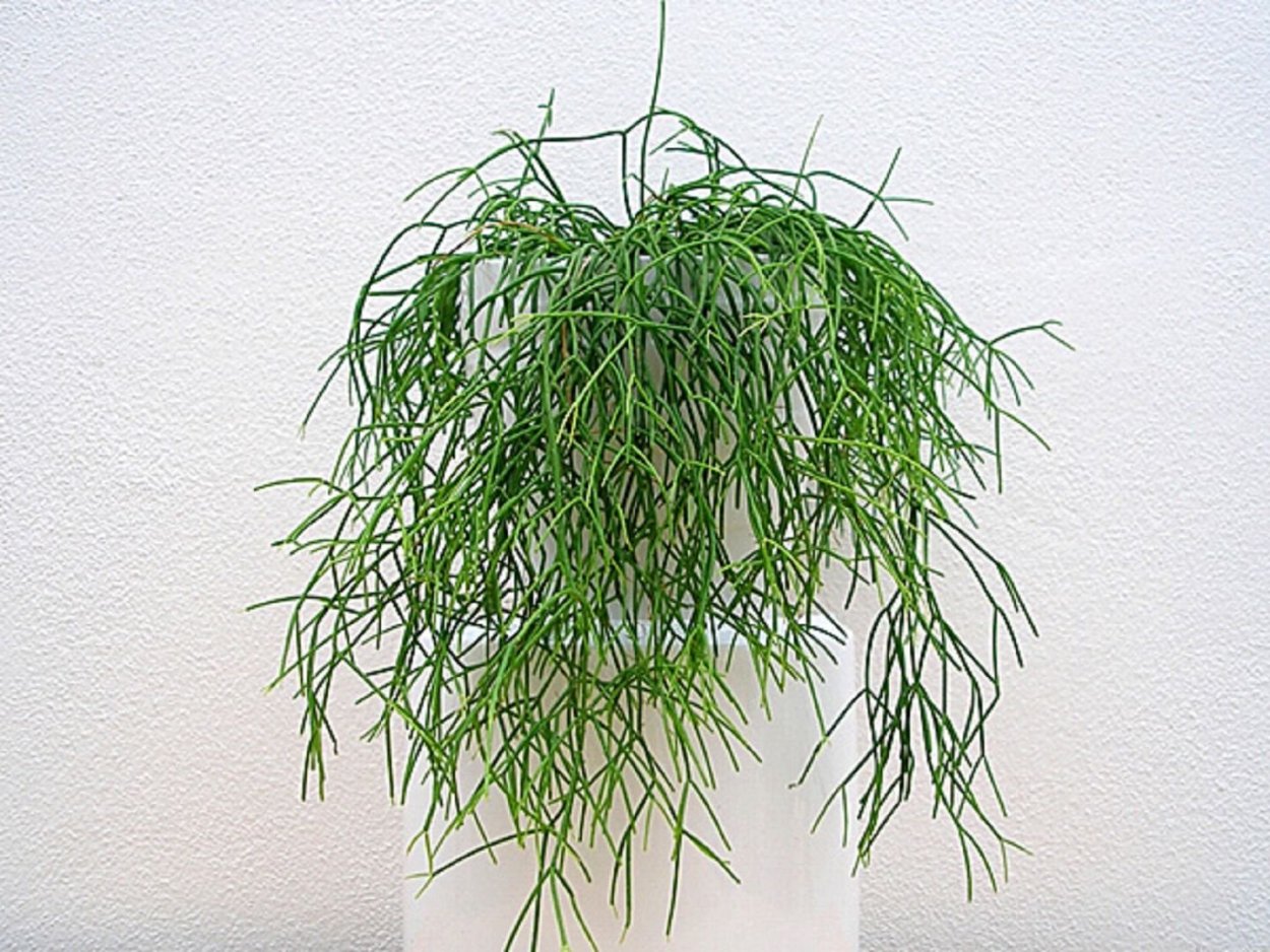 Рипсалис пустоплодный