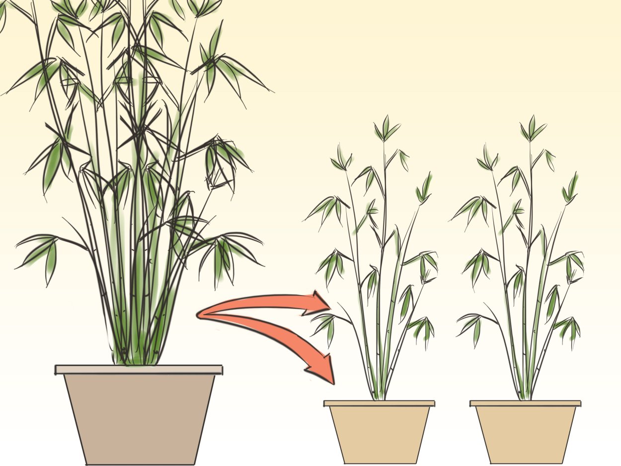 Тростник комнатный