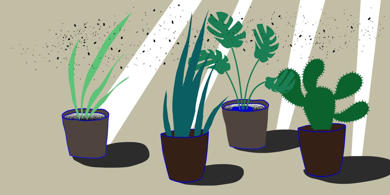 Комнатные растения иллюстрации