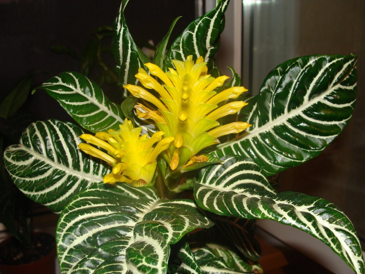 Афеландра цветок