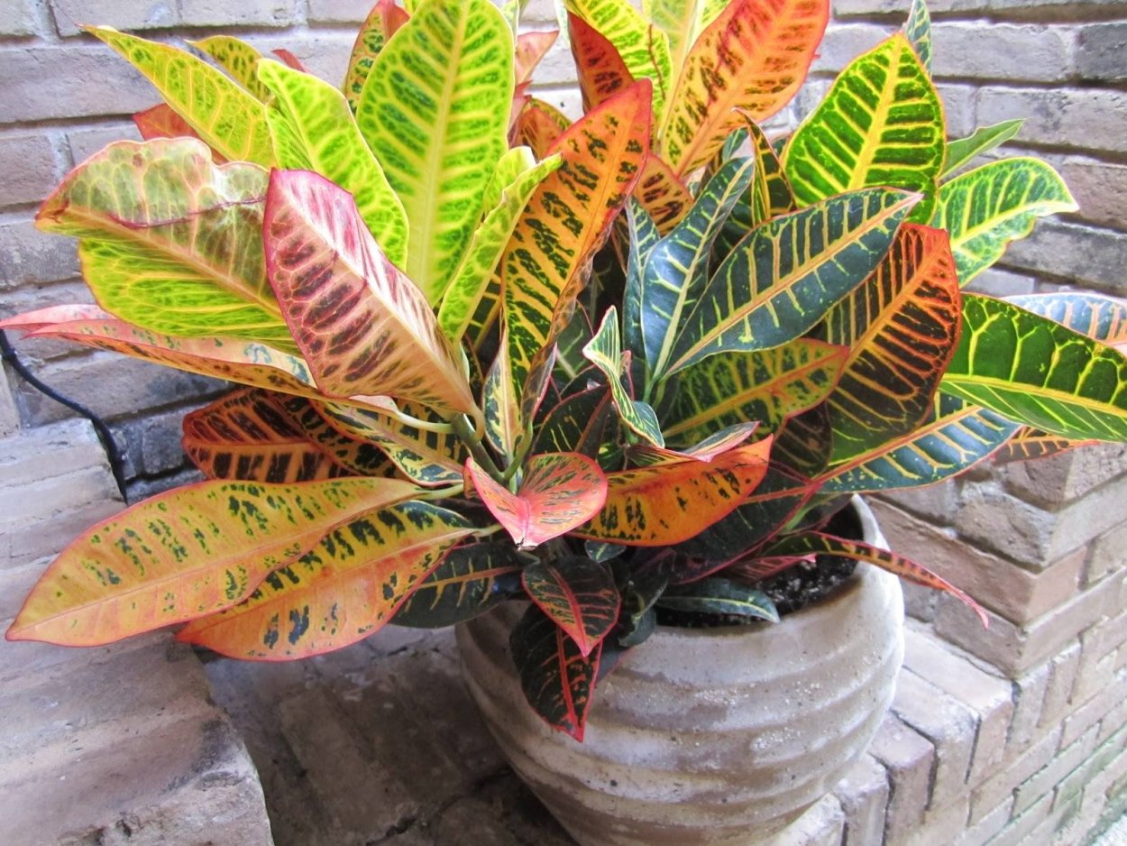 Кротон Кодиеум Вилма