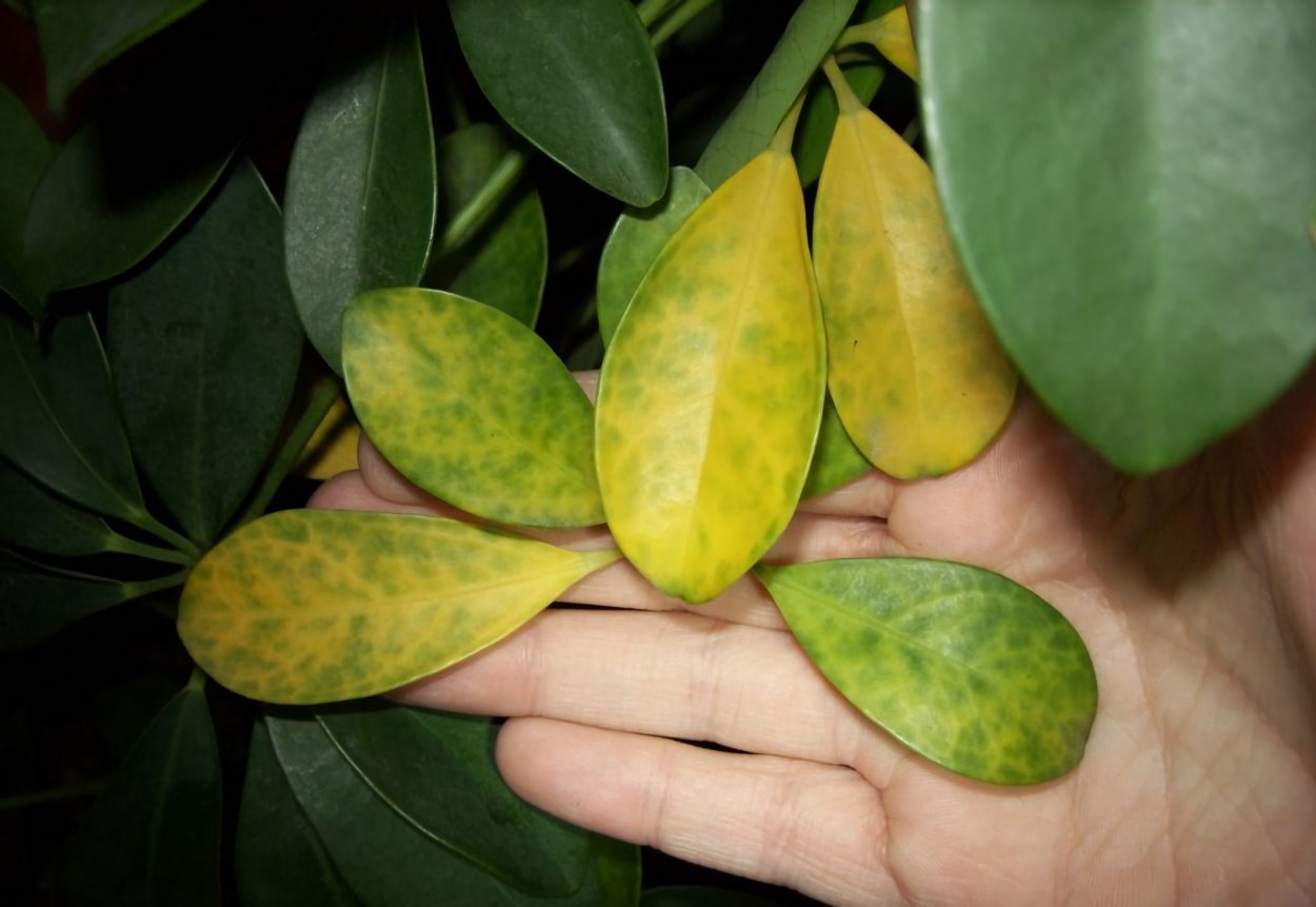 Шефлера, Хойя