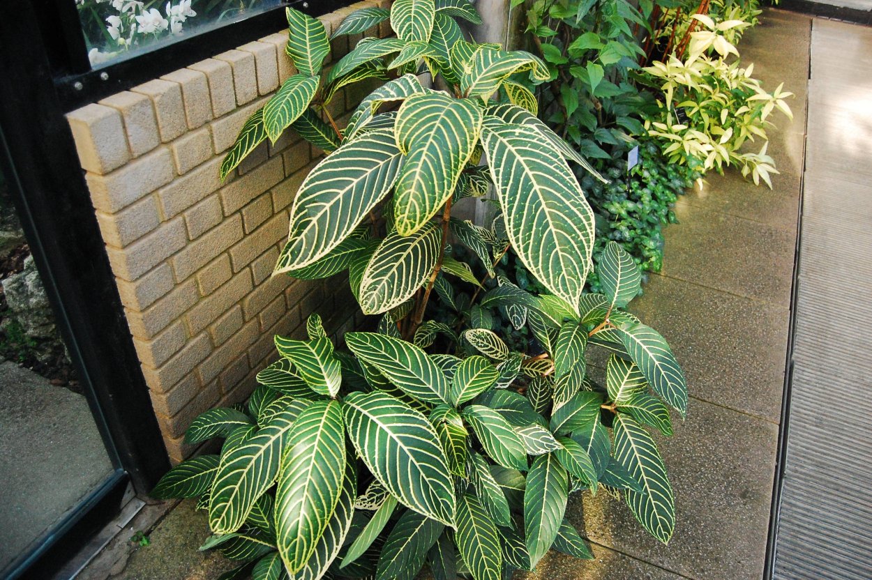 Санхеция цветок комнатный