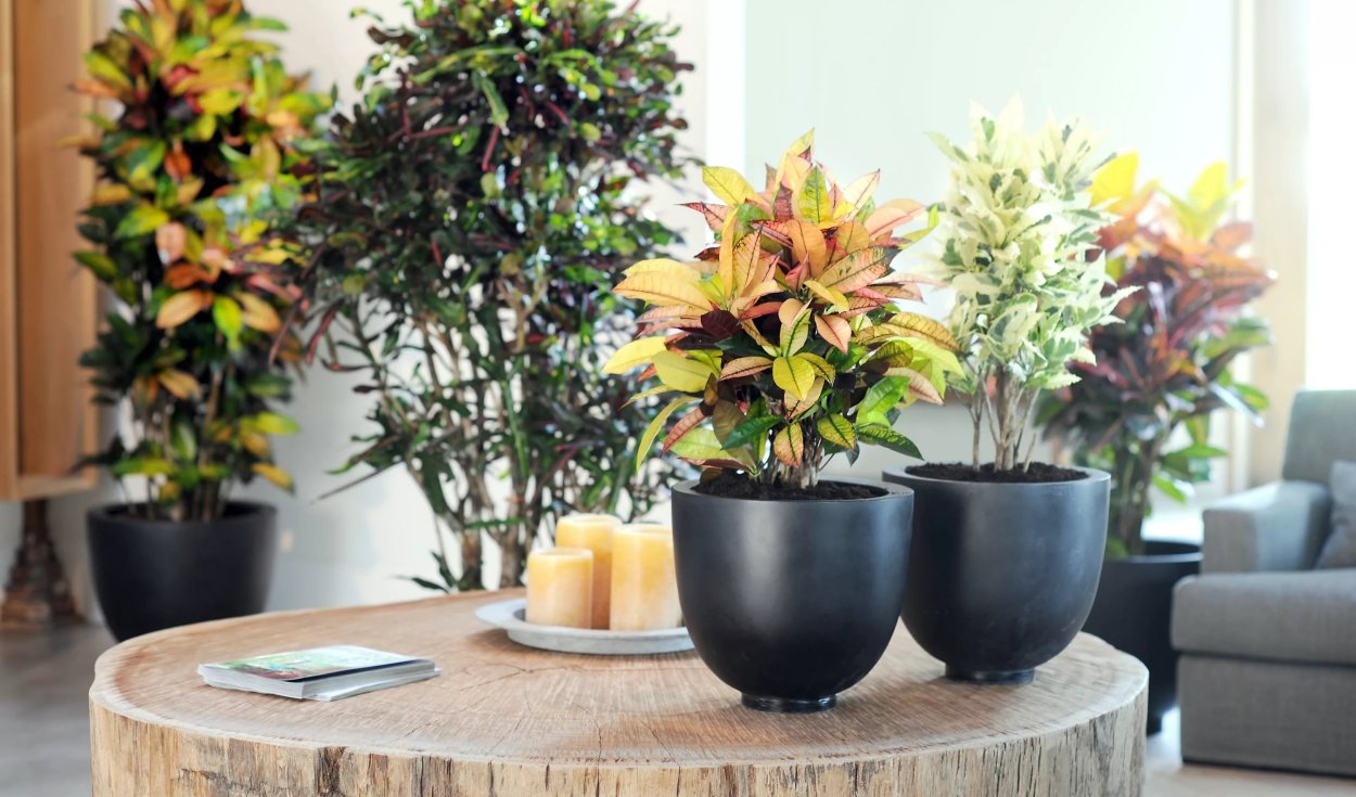 Кротон в горшке Рондо