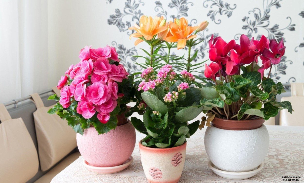 Цветущие растения для дома