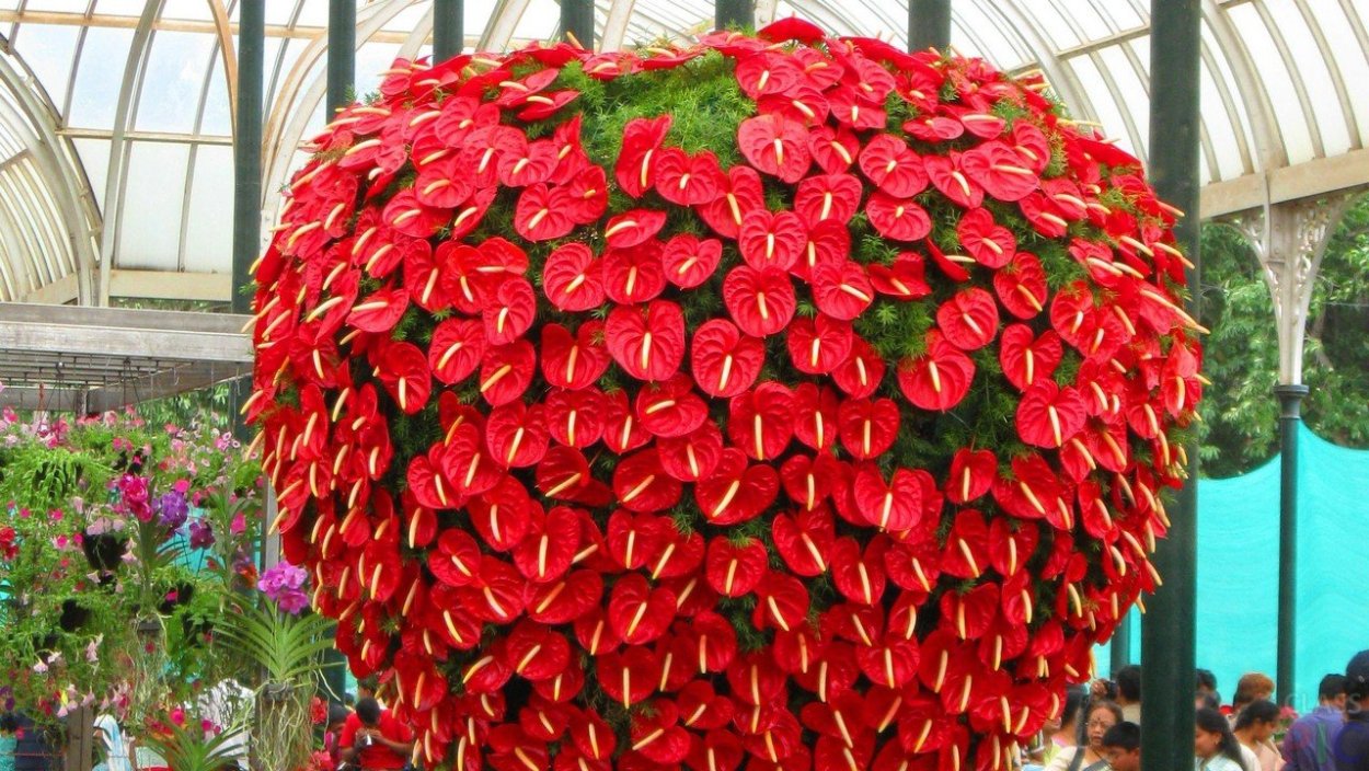 Атриум цветок