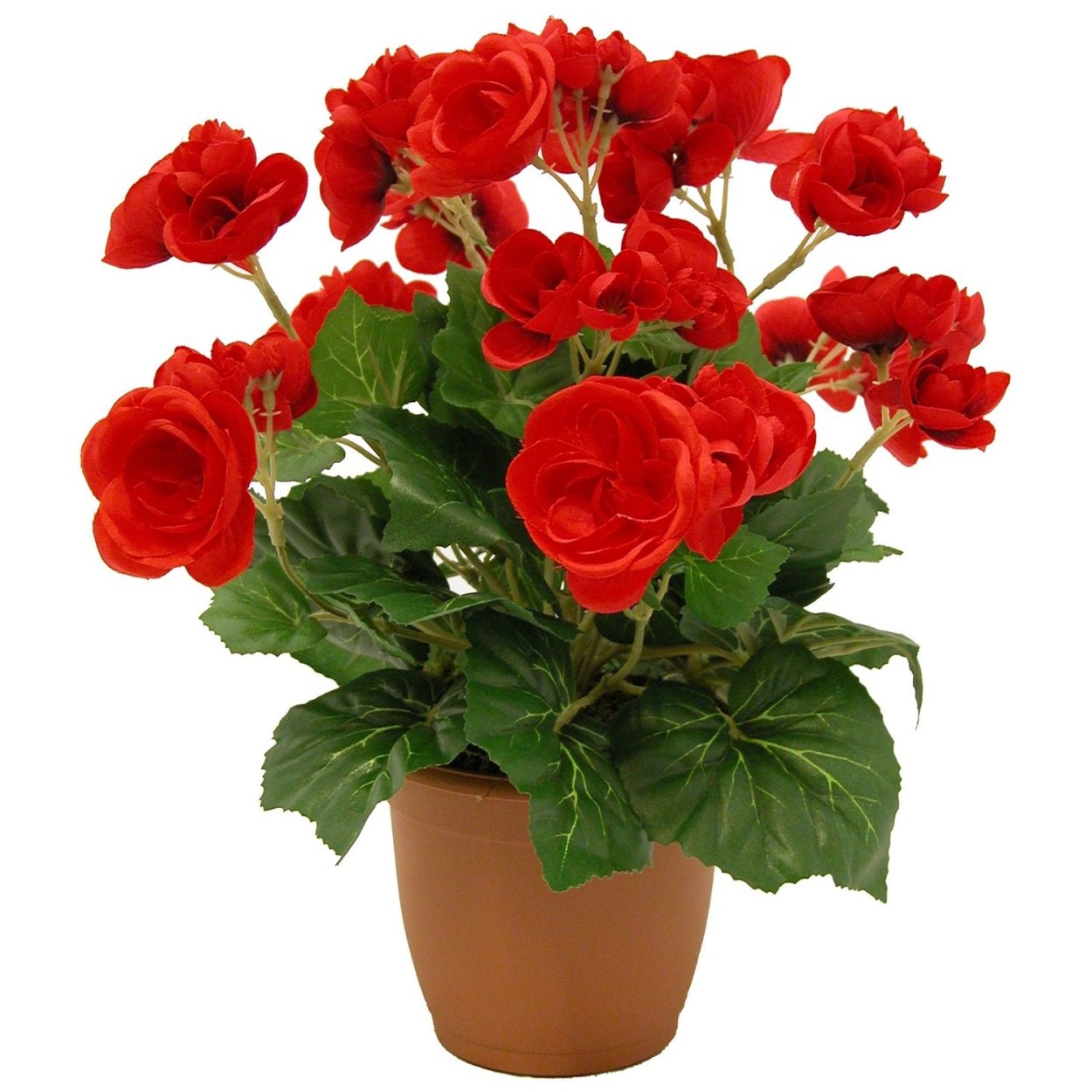 Бегония Элатиор Берсеба