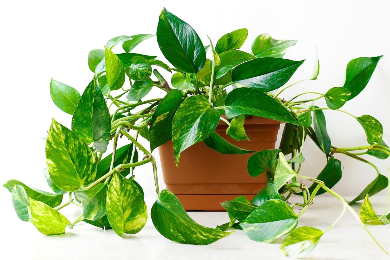 Эпипремнум Golden Pothos