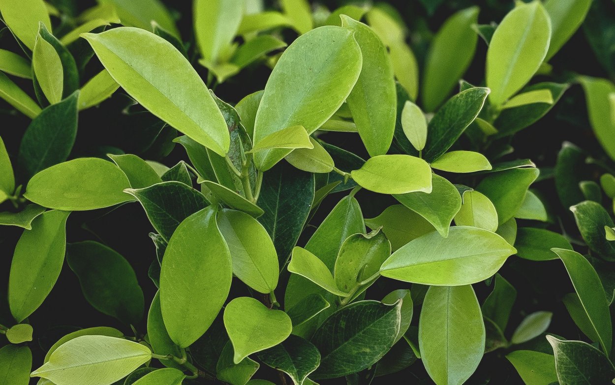 Зелёные растения