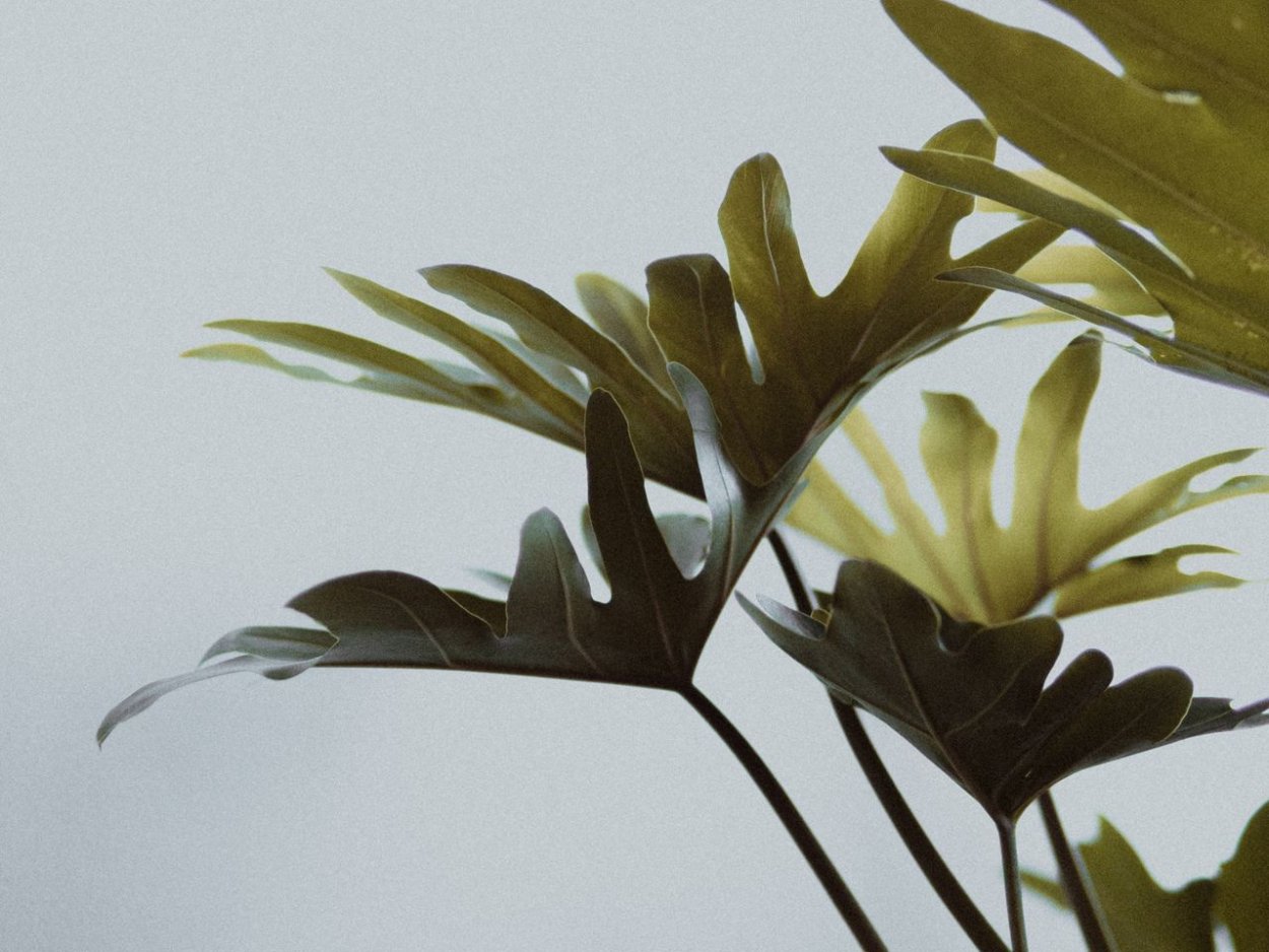 Лист монстеры