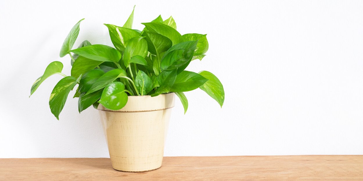 Комнатное растение по феншуй для здоровья фото