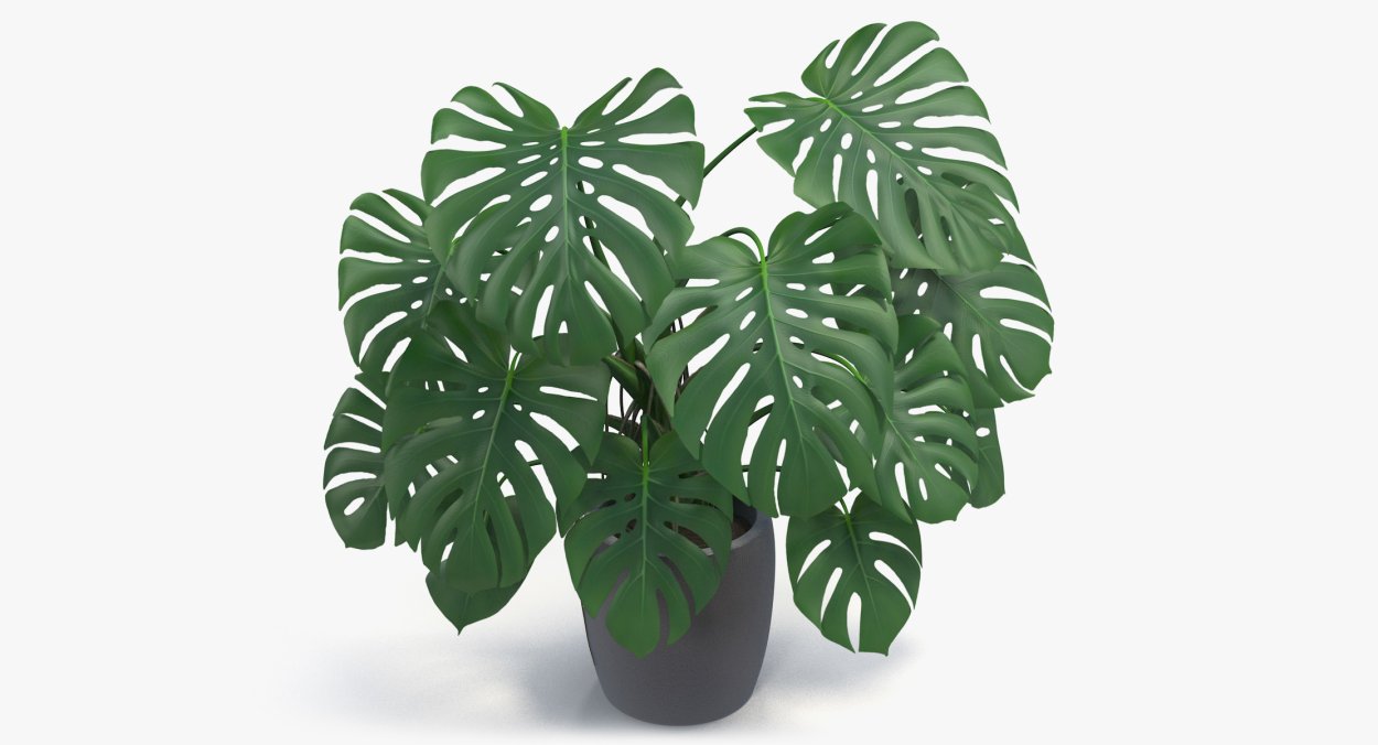 Монстера Борситжиана