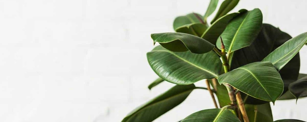 Фикус каучуконосный