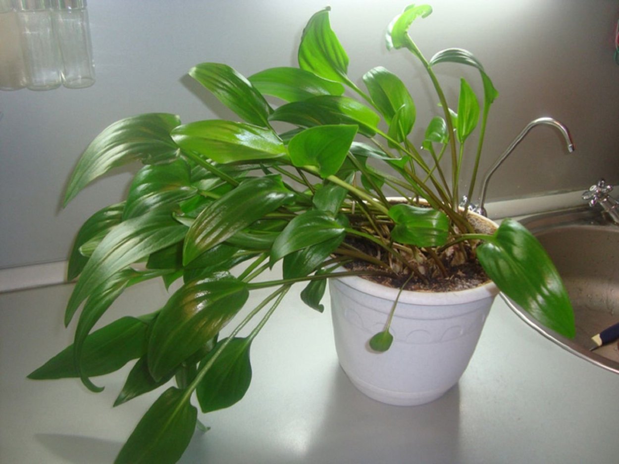 Спатифиллум дримиопсис