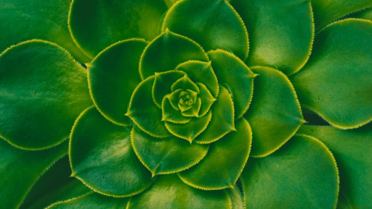 Суккуленты зеленые