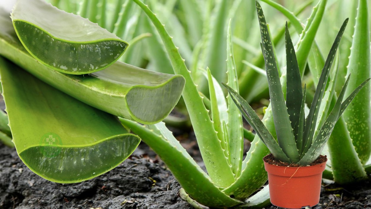 Алоэ Вера Aloe Vera